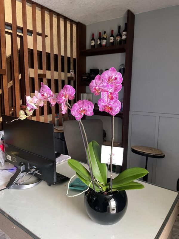 Orquidea morada en pecera