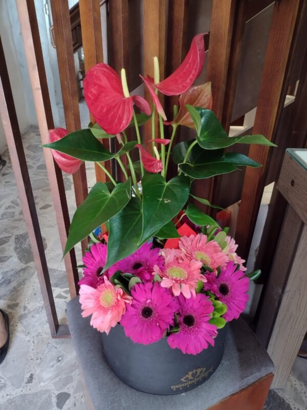Anturio Rojo con Gerberas